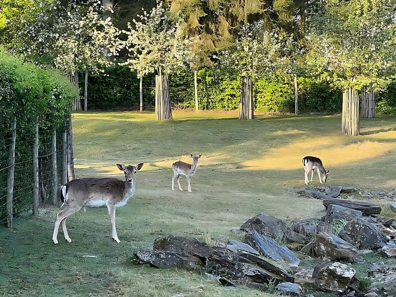 Biches dans le parc