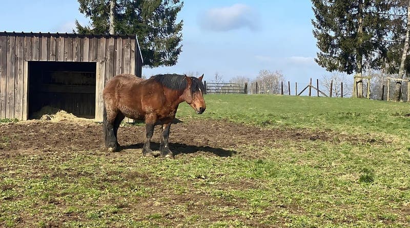 Cheval dans le paddock