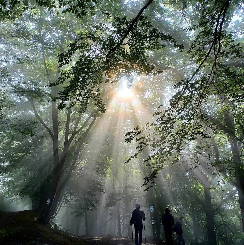 Rayons de soleil à travers les arbres en forêt